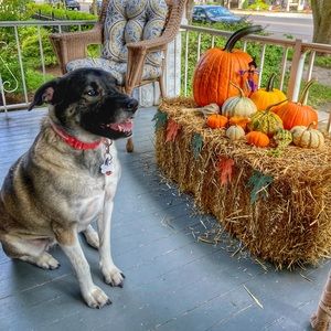 Pet Loving, Smoke Free Home 🏡